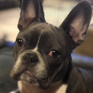 Meet your Posher, Memphismojo